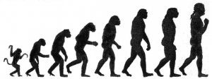 Darwin-chart