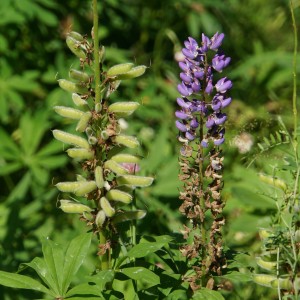 lupine-400943_1280